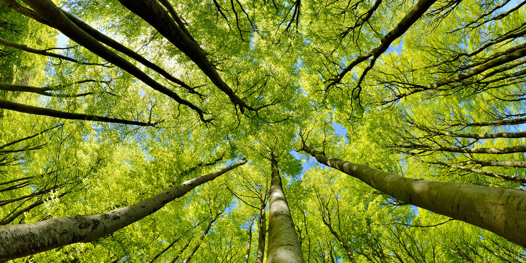 trees