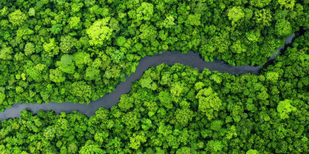 A bird's-eye view of a forest with a river flowing through it