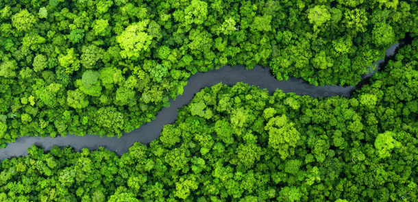 Aerial View of Lush Green Forest with Winding River Snaking Through(© stock.adobe.com/Nisit)
