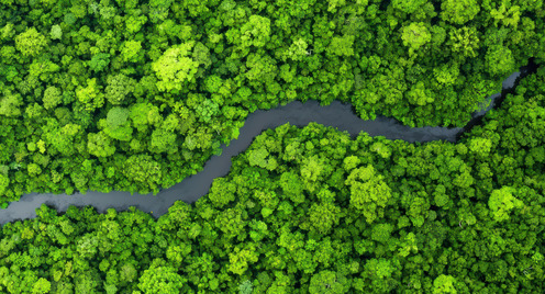 A bird's-eye view of a forest with a river flowing through it