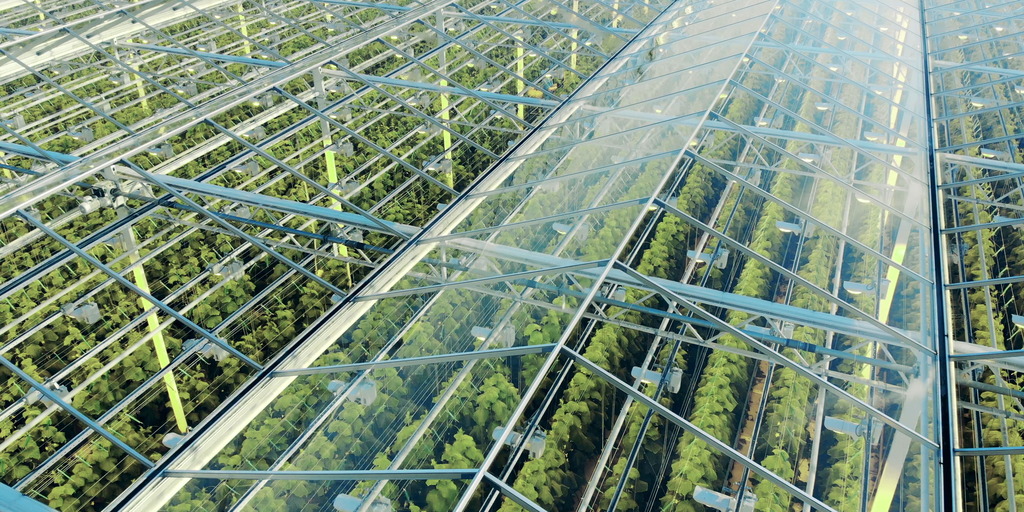 [Translate to English:] Luftbild von Gewächshäusern. Grüne Plantagen, aufgenommen durch die transparente Decke. 