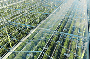 Green plantations shot 