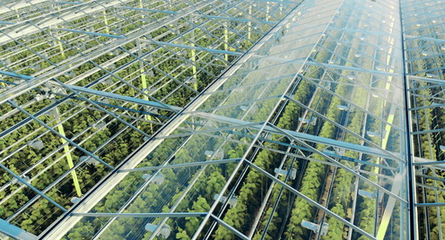 Greenhouses aerial view. Green plantations shot through the transparent ceiling. 