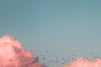 Rosa Wolken, blauer Horizont mit vielen kleinen schwarzen Vögeln