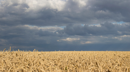 Dark blue clouds above a wheat field