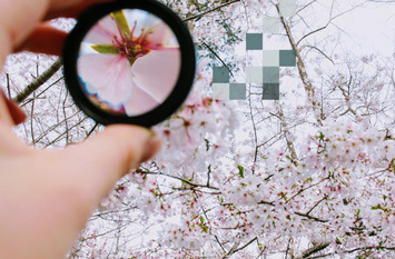 Lupe wird zum Vergrößern einer Kirschblüte genutzt. Im Hintergrund ist der blühende Baum zu sehen und die Lupe wird von einer Hand gehalten