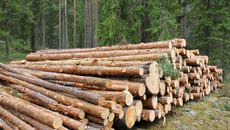 shutterstock_102088174.jpg(© © Taina Sohlmann / Shutterstock Images)