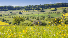 1_Saarpfalz_Fruehling_Eike Dubois_ST-LK.jpg(© © Eike Dubois / Saarpfalz-Touristik)