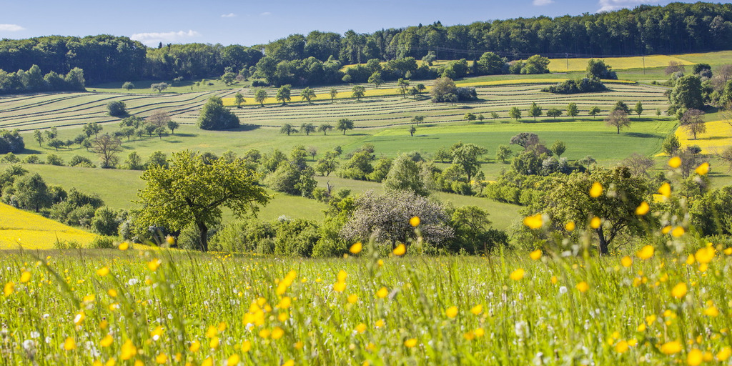 Landschaft mit Blumenwiese und Bäumen.