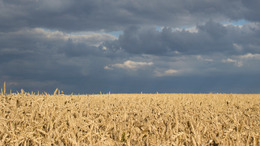 Weizenfeld vor dunklem Himmel (erinnert an die Ukraine-Flagge)