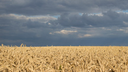 Wheat field against dark sky (resembles Ukrainian flag)