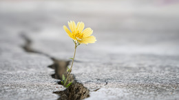 [Translate to English:] Blume 